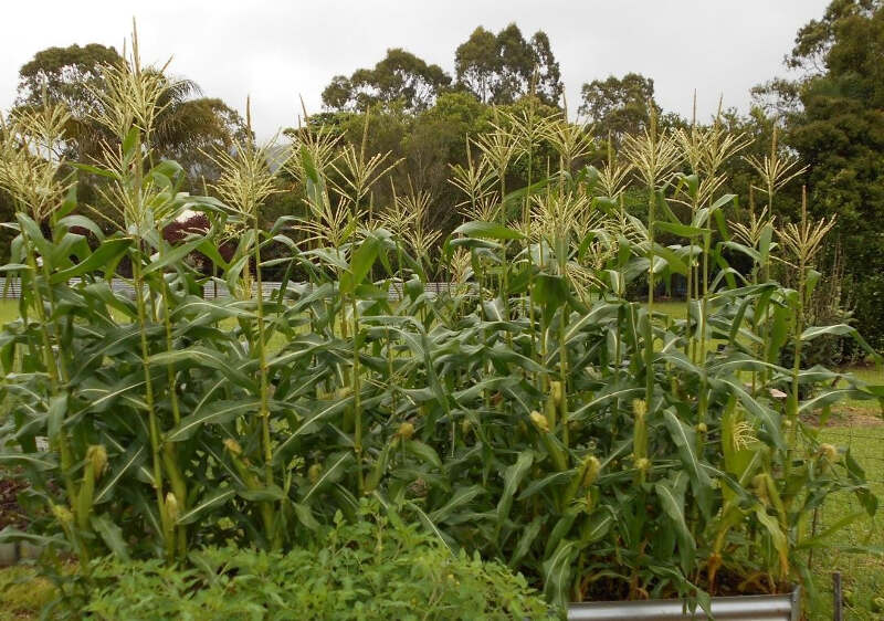 sweetcorn- growth and storage